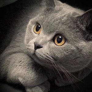 16日本XXXXXXXXX黑人
