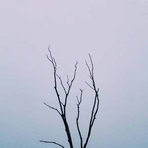 黄色免费在线看
